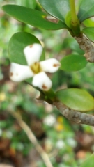 Ixoroideae
