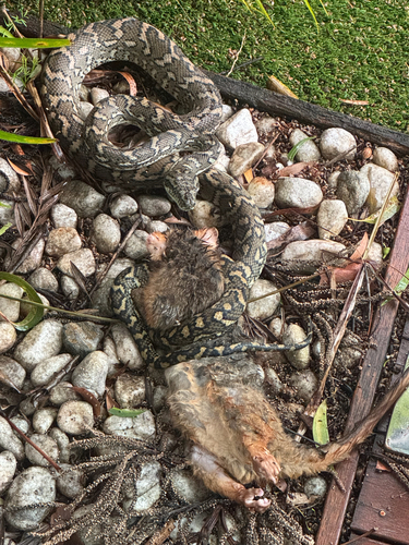 Coastal Carpet Python sighting