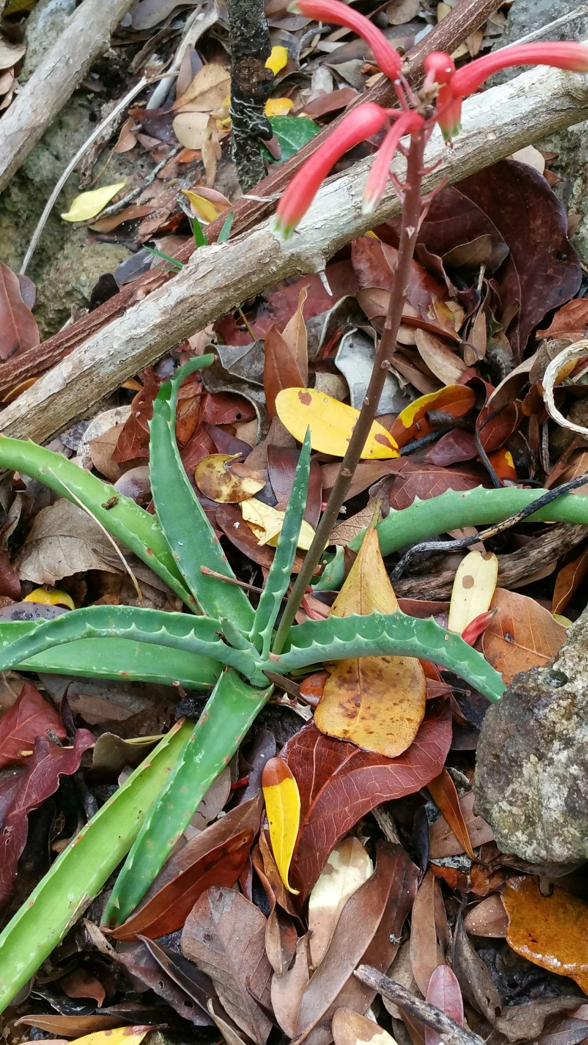 Aloe ambrensis