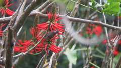 Aethopyga gouldiae