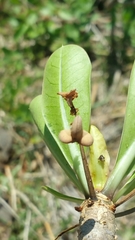 Euphorbia physoclada image
