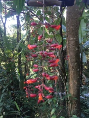 Thunbergia coccinea