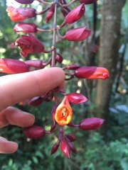 Thunbergia coccinea