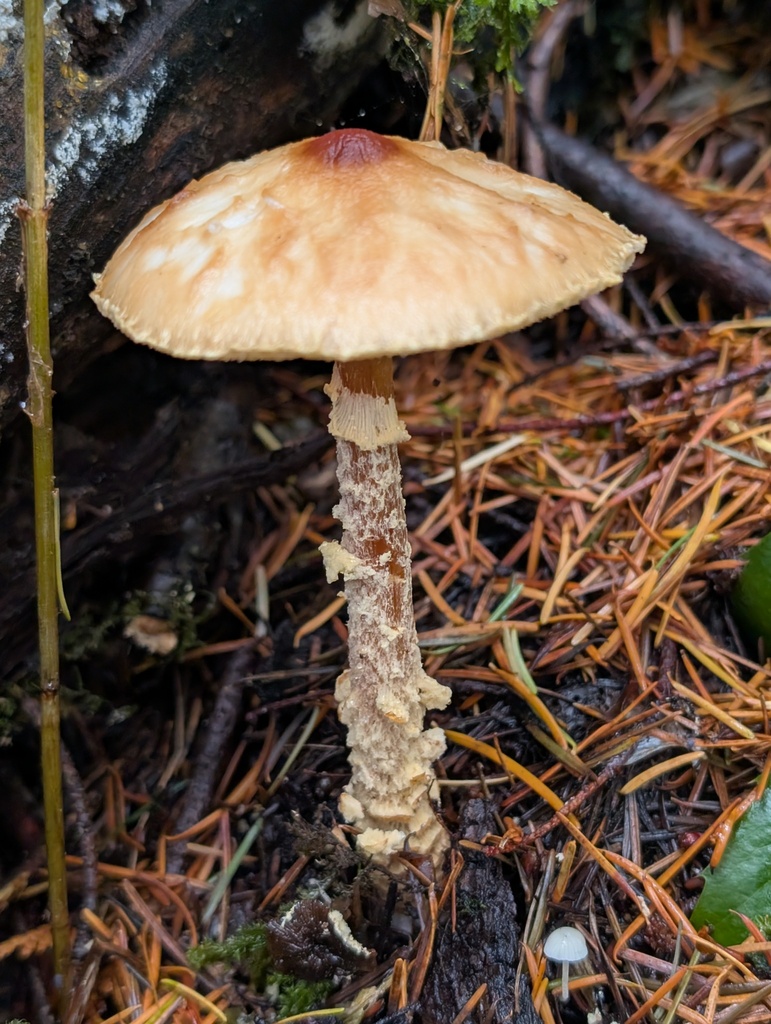 Lepiota magnispora · November 2025 · photo: © frondsinhighplaces (iNaturalist, cc-by)