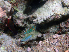 Stethojulis trilineata