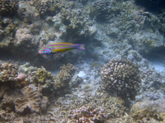 Thalassoma quinquevittatum