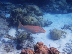 Lethrinus xanthochilus