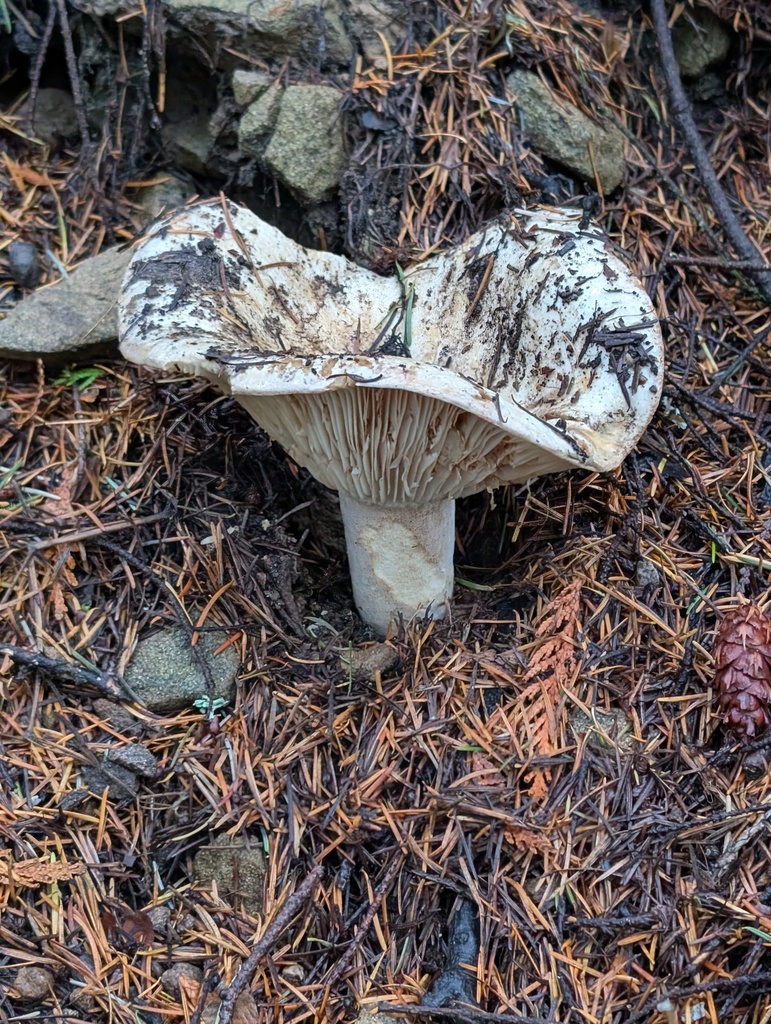 Russula brevipes · November 2025 · photo: © frondsinhighplaces (iNaturalist, cc-by)