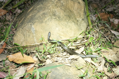 Eastern Small-eyed Snake sighting