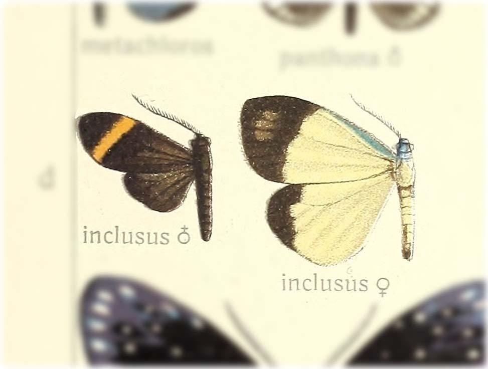 Cyclosia inclusus