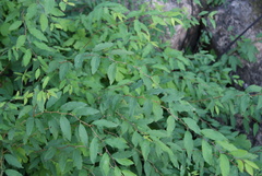 Spiraea flexuosa