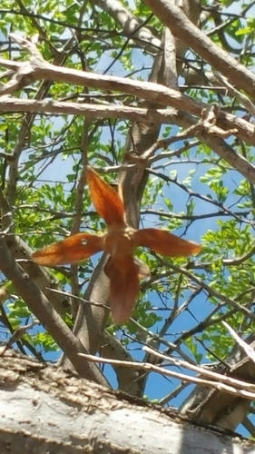 Foetidia macrocarpa