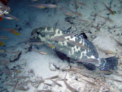 Epinephelus polyphekadion