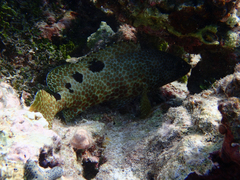 Epinephelus spilotoceps