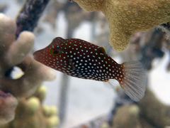 Canthigaster janthinoptera