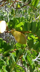 Millettia