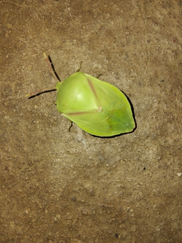 Encosternum delegorguei