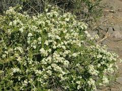 Acantholippia seriphioides