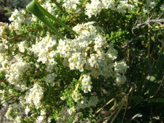 Acantholippia seriphioides