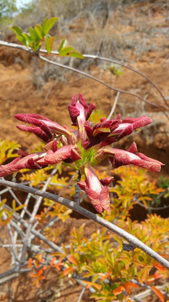 Perichlaena