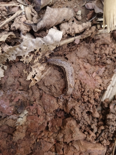 Chinese Slug