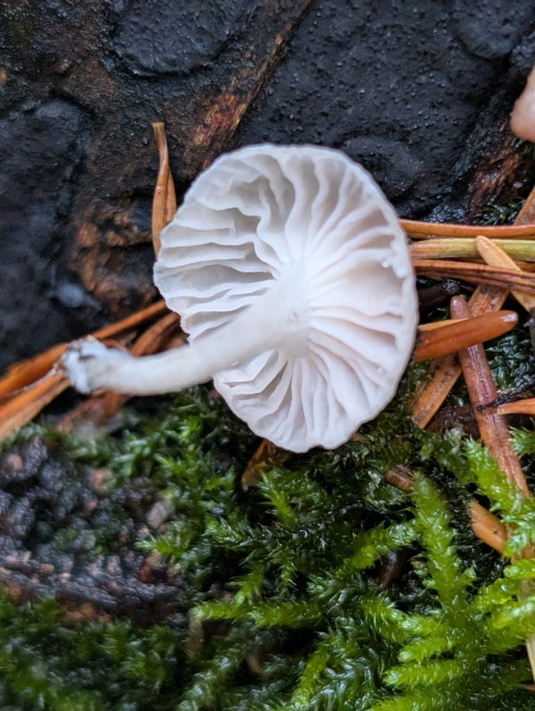 Marasmiellus candidus · November 2025 · photo: © frondsinhighplaces (iNaturalist, cc-by)
