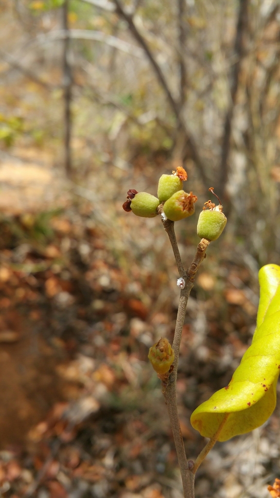 Mediusella bernieri