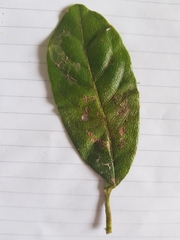 Terminalia costaricensis