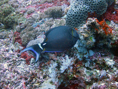Acanthurus leucocheilus