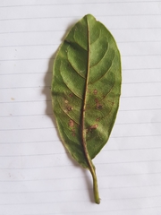 Terminalia costaricensis