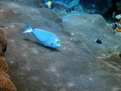 Acanthurus mata