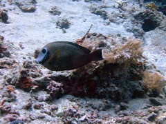 Acanthurus tristis