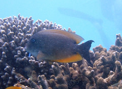 Ctenochaetus binotatus