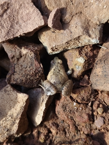 East Asian Ornate Chorus Frog