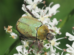 Hoplia argentea