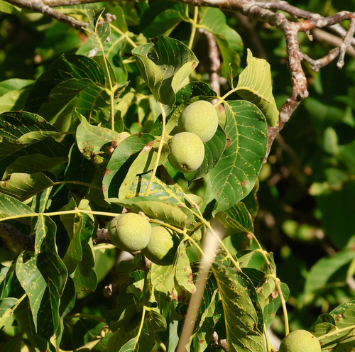 Persian walnut