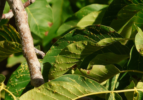walnut leaf gall mite