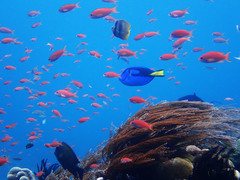 Paracanthurus hepatus