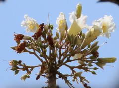 Radermachera xylocarpa
