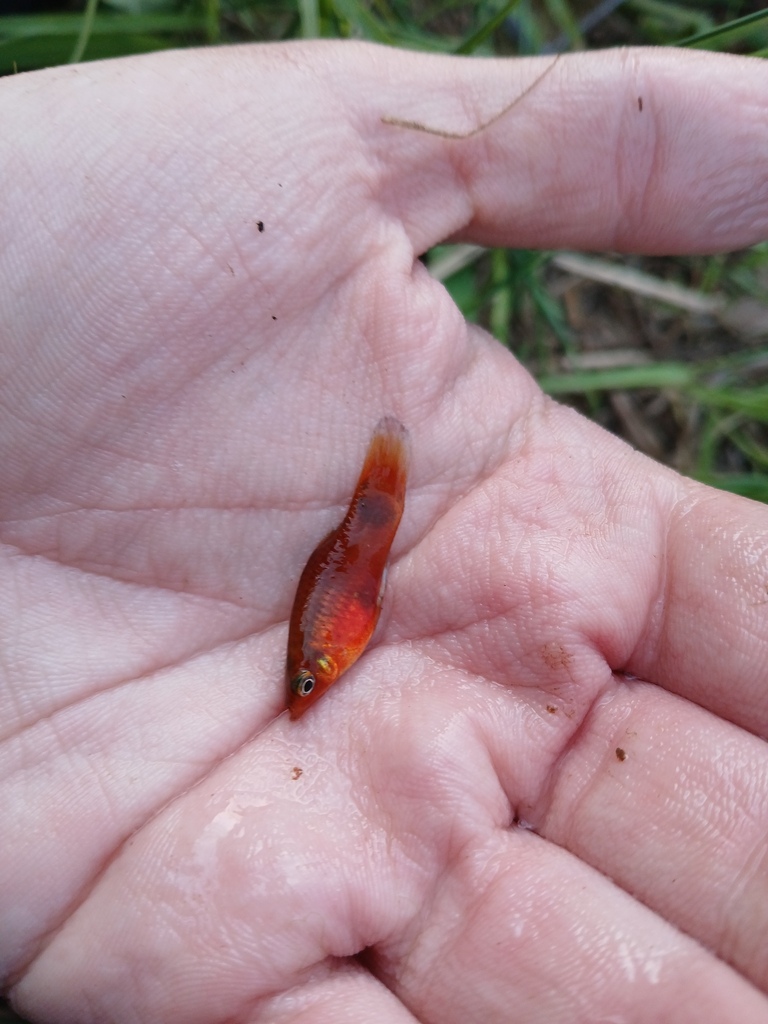 Moon (Xiphophorus maculatus) — Poeciliidae