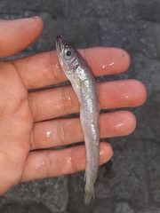 Merluccius merluccius