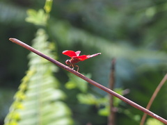 Neurothemis ramburii