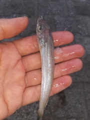 Merluccius merluccius