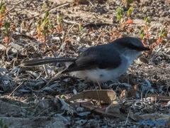 Eopsaltria georgiana