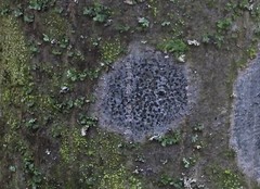 Arthonia radiata