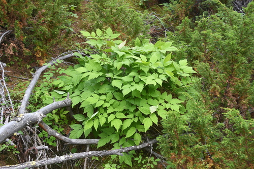 Actaea erythrocarpa iNat (1)