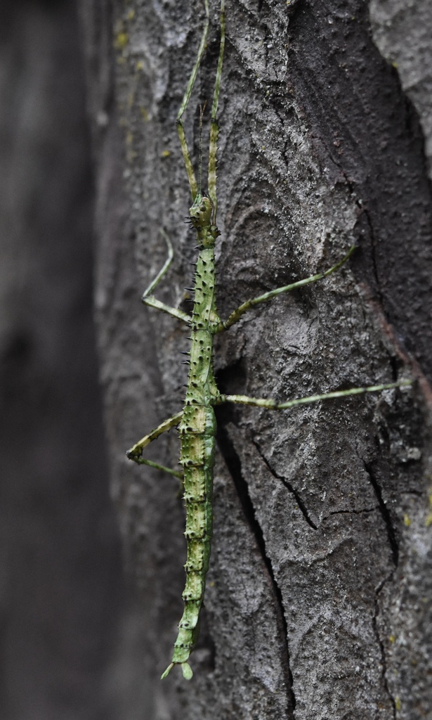 Pickwick Insect prickly stick insect from Rakiura National Park, Stewart Island ...