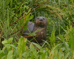 Hydrictis maculicollis
