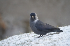 Corvus monedula