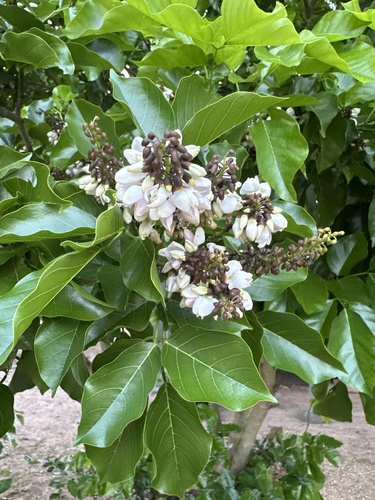 Indian beech tree